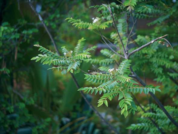 Arbre à curry ou kaloupilé, Murraya koenigii