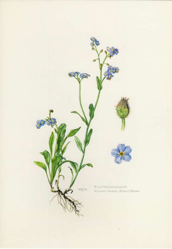 myosotis