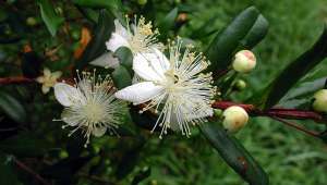 Myrtus communis