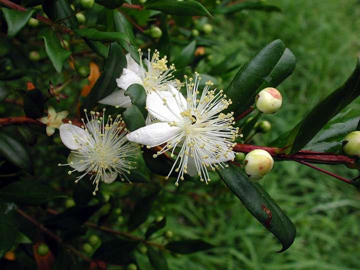 Myrtus communis