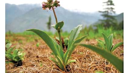 Nardostachys jatamansi, une herbacée vivace en danger critique d'extinction au Népal