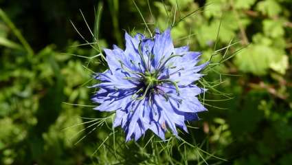 La nigelle