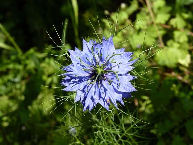 La nigelle