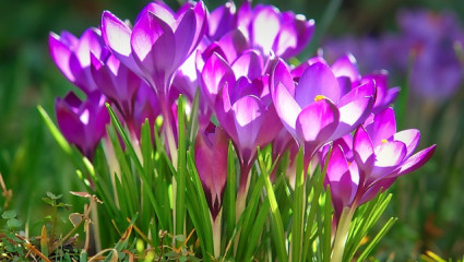 crocus-bienfaits