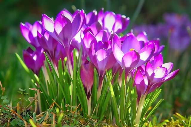 crocus-bienfaits