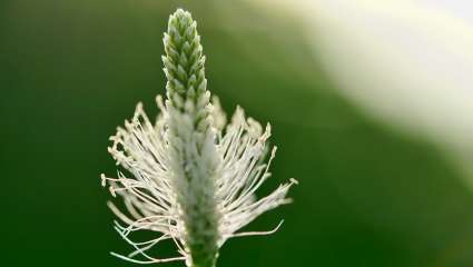 Du plantain contre l'eczéma