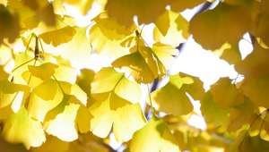 Ginkgo biloba