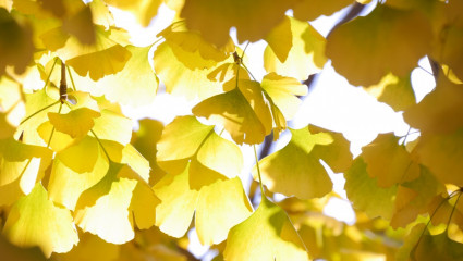 Ginkgo biloba