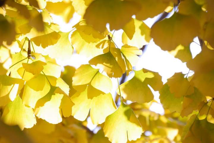 Ginkgo biloba