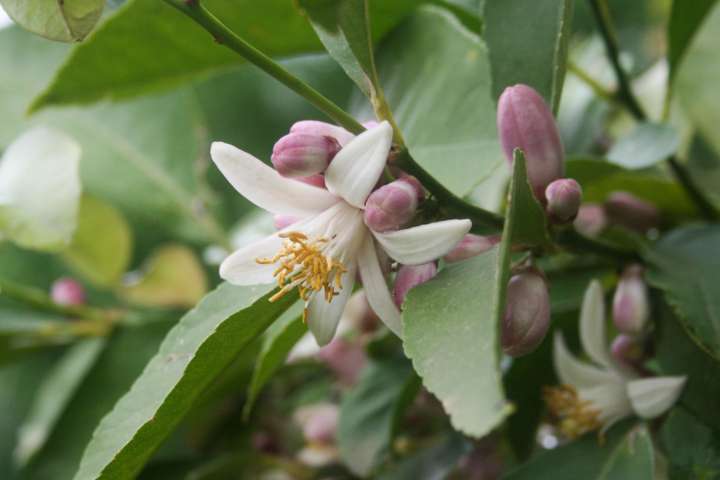 Huile Essentielle Néroli Bio (Fleur d'Oranger) - Bio et santé