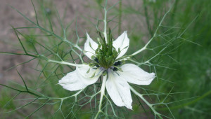 Nigelle des champs