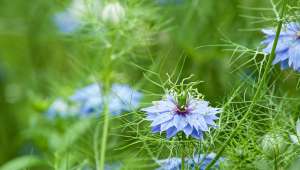 La Nigelle, utile pour mieux récupérer d'un Covid léger