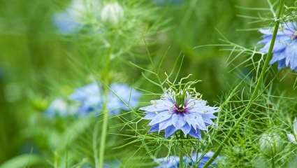 La Nigelle, utile pour mieux récupérer d'un Covid léger