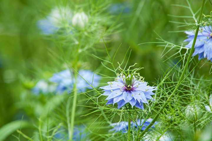 La Nigelle, utile pour mieux récupérer d'un Covid léger