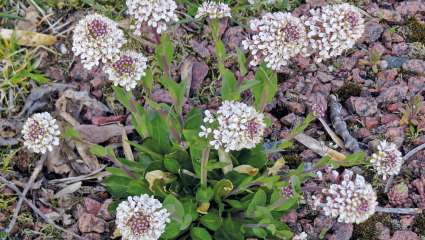 plantes dépolluantes