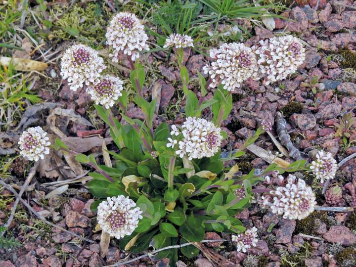 plantes dépolluantes