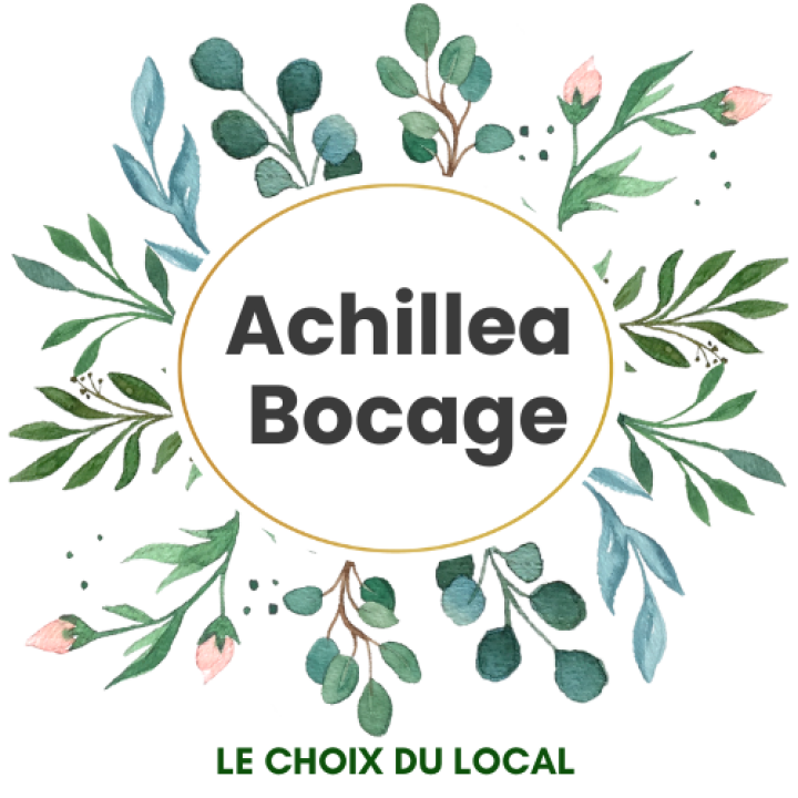 Achillea Bocage