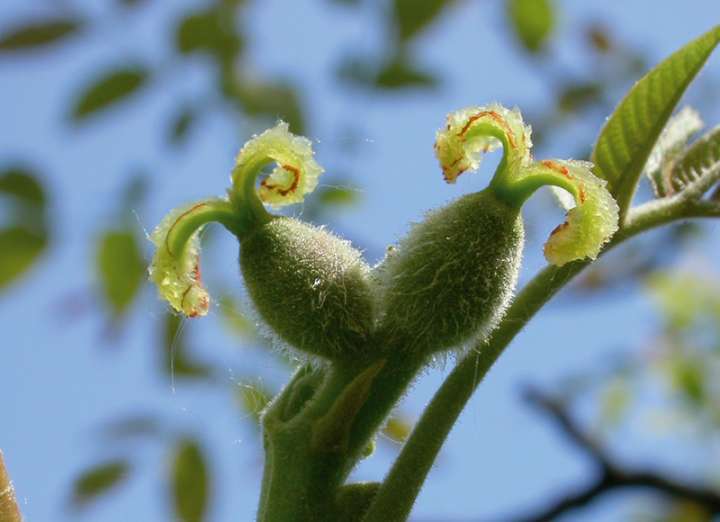 Les élixirs floraux de la tolérance