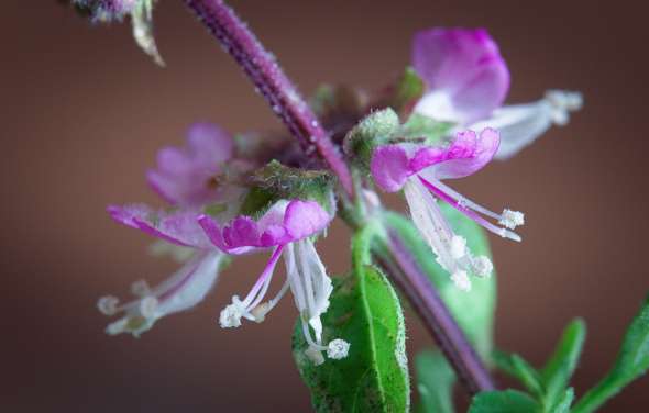 Basilic (Ocimum basilicum)