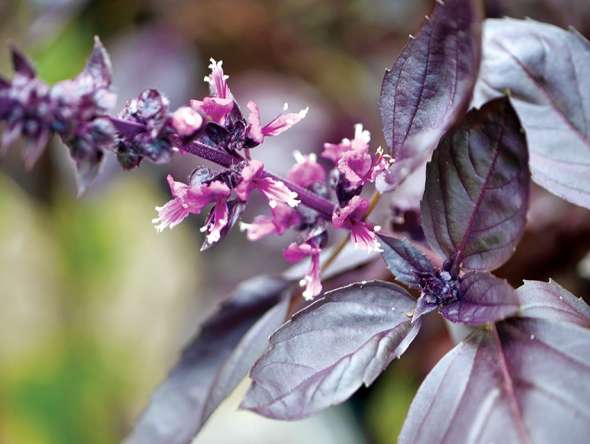 Basilic (ocimum basilicum)