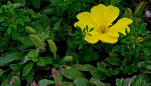 Oenothera drummondii