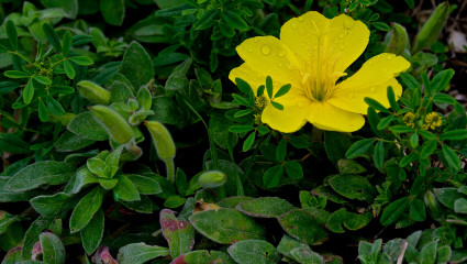 Oenothera drummondii