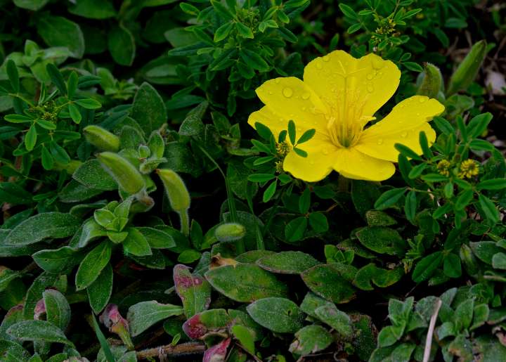 Oenothera drummondii