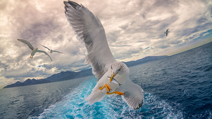 Détox métaux lourds comme les oiseaux