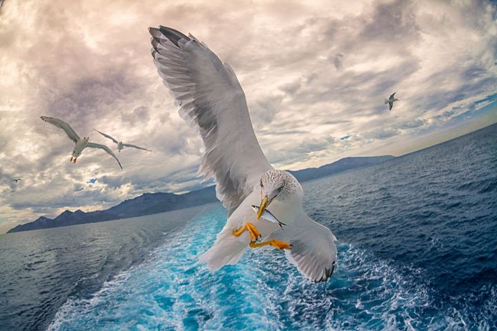 Détox métaux lourds comme les oiseaux