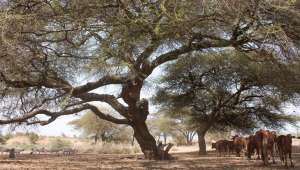 Oltepesi (Acacia tortilis)