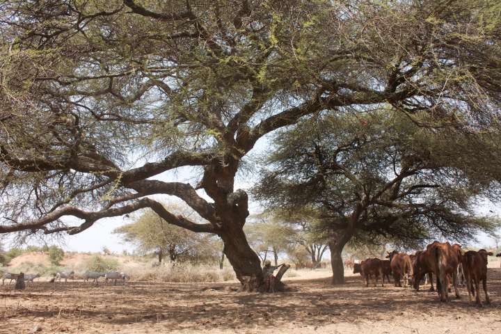 Oltepesi (Acacia tortilis)