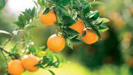 Le jus d'orange : antidépresseur naturel ?