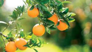 Le jus d'orange : antidépresseur naturel ?