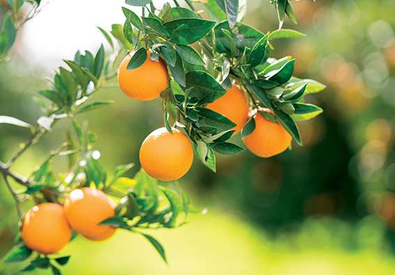 Le jus d'orange : antidépresseur naturel ?