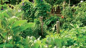 Symbiose au jardin Laissons parler la biodiversité au potager