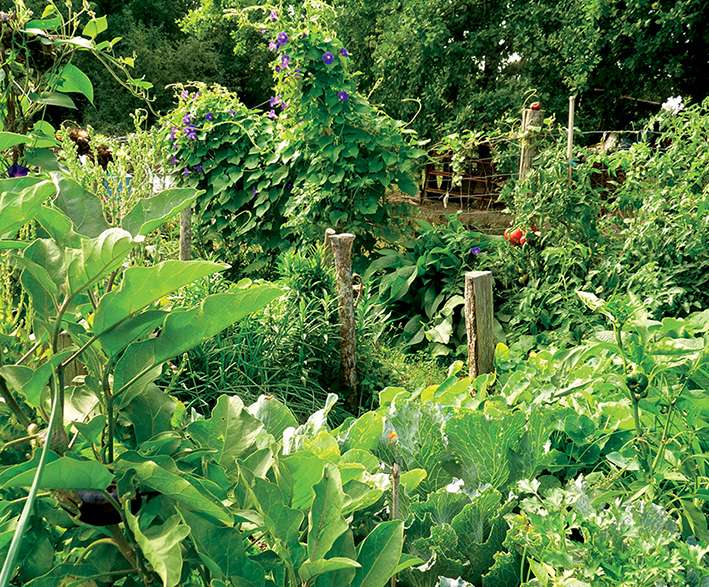 Symbiose au jardin Laissons parler la biodiversité au potager