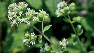 origanum-majorana