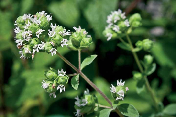 origanum-majorana