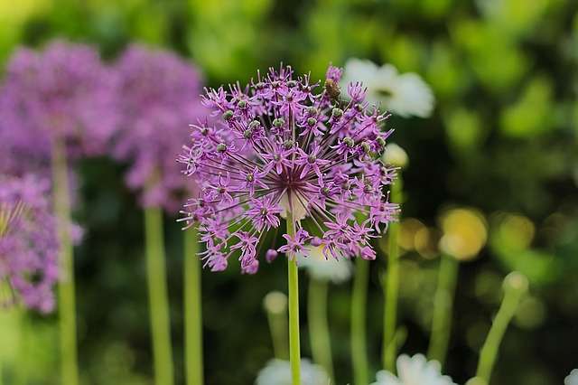 Allium sativum