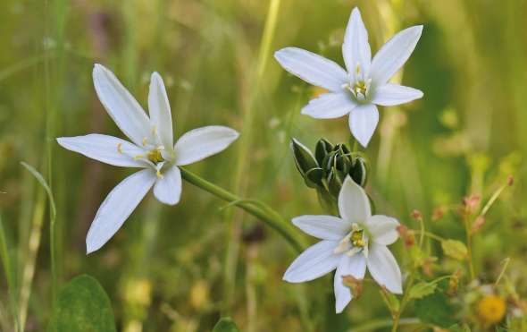 Ornithogale en ombelle (Ornithogalum Umbellatum)