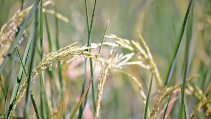 Le riz, plante la plus utilisée en phytothérapie thailandaise