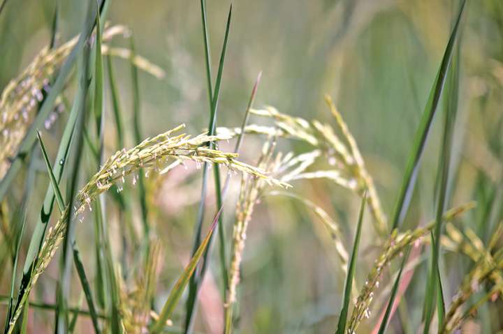 Le riz, plante la plus utilisée en phytothérapie thailandaise