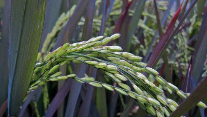 Riz (Oryza sativa)