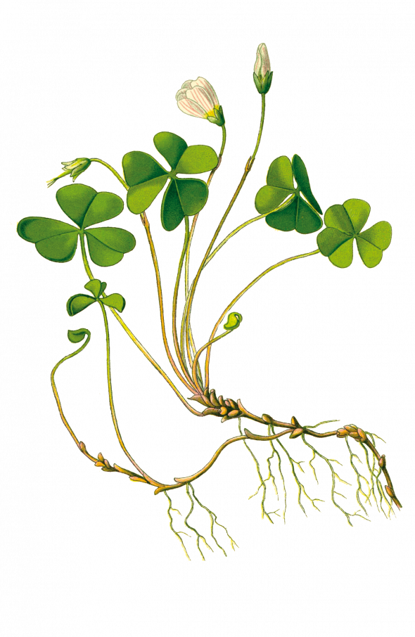 Oxalis des bois (oxalis acetosella)