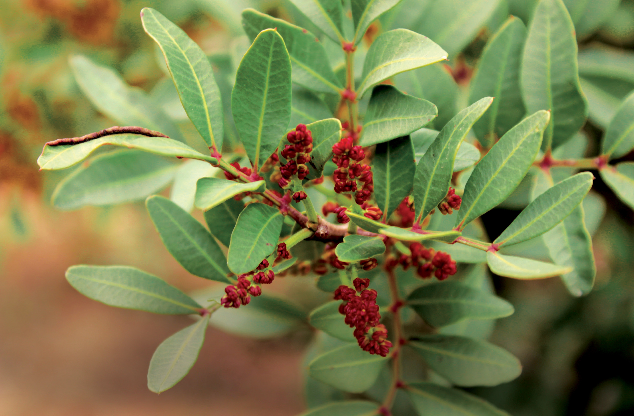 plantes médicinales pour hypertrophie de la prostate