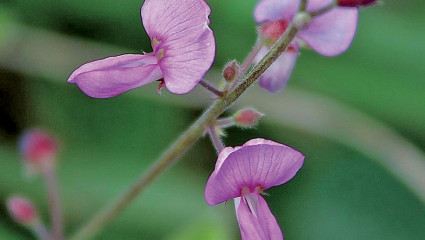 Les plantes pour accompagner la chimiothérapie