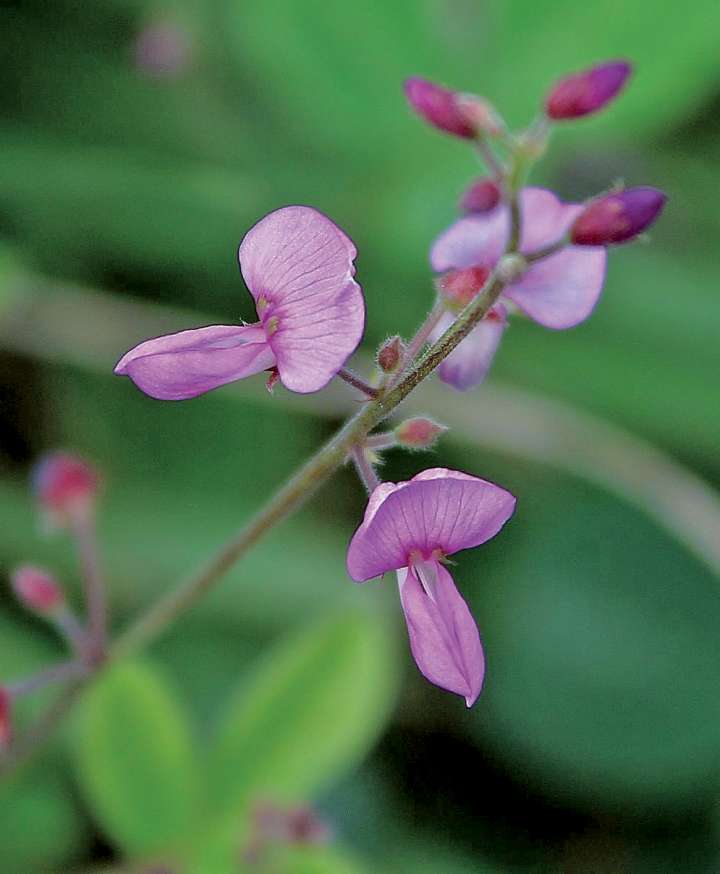 Les plantes pour accompagner la chimiothérapie