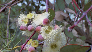 Eucalyptus