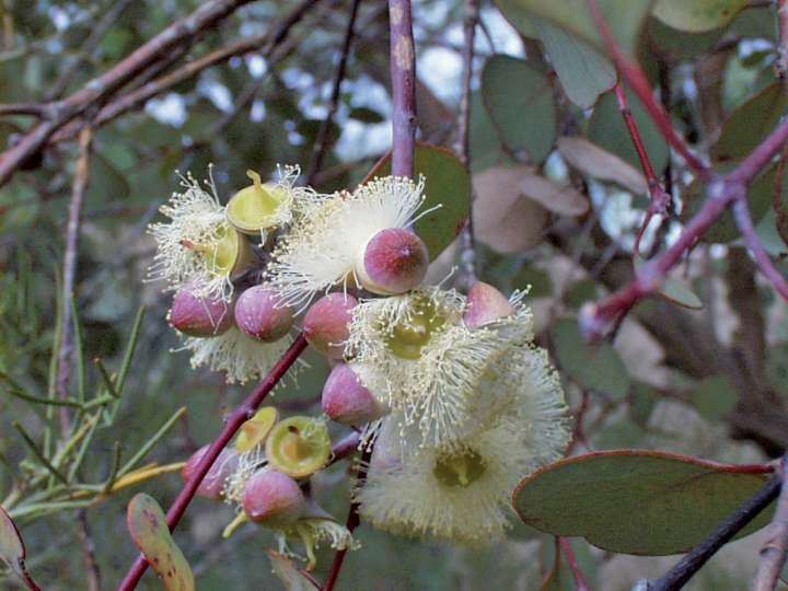 Eucalyptus