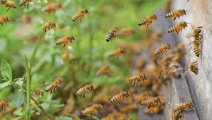 Apiculture : 3 millions d’euros d’aide aux professionnels